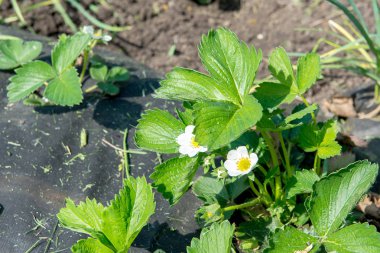 Kök üzerinde birkaç çilek çiçekler. Çilek çiçekler. Yeşil bush bahar çilek çiçeklenme. Çiçek açan çilek. Seçici odak. Doğal yeşil bulanık bahar arka plan.
