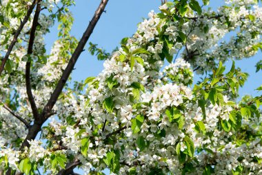 Bahar kokulu çiçekli elma ağaçlarının bahçede.