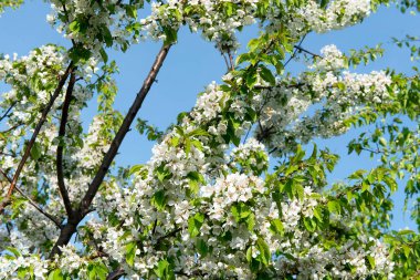 Bahar kokulu çiçekli elma ağaçlarının bahçede.