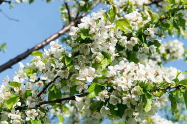 Bahar kokulu çiçekli elma ağaçlarının bahçede.
