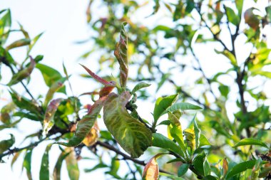 Yaprak hastalık salgını kişi ağaç yaprakları.