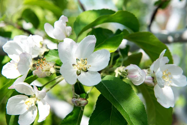 Våren doftande blommande äppelträd i trädgården. — Stockfoto