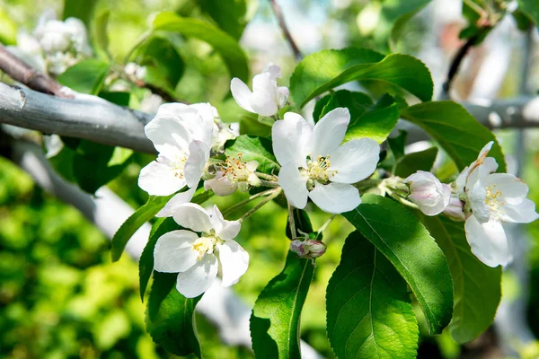 Våren doftande blommande äppelträd i trädgården. — Stockfoto