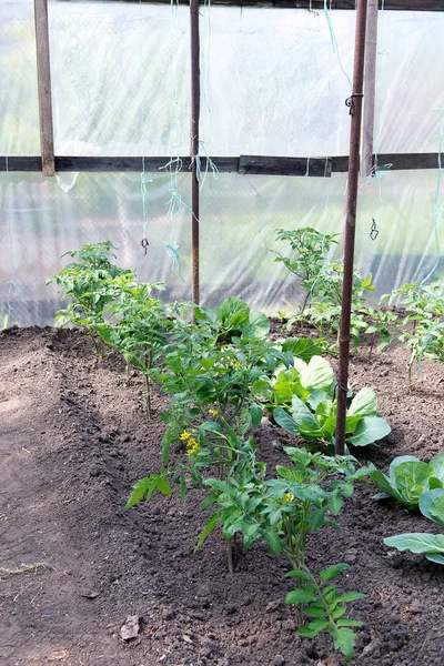 Καλλιέργειας της τομάτας και το λάχανο σε ένα θερμοκήπιο. Όροι φύτευση κηπευτικών καλλιεργειών. — Φωτογραφία Αρχείου