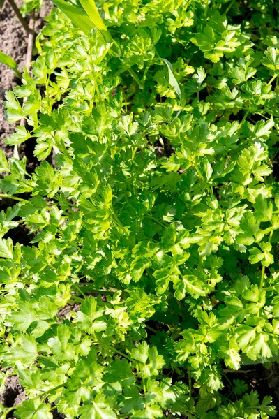 Saftige Petersilie auf einem Beet im Garten. Vitamin-Diät zur Gewichtsabnahme. — Stockfoto