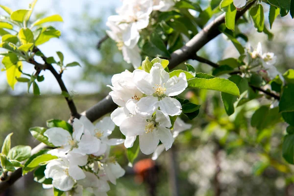 Våren doftande blommande äppelträd i trädgården. — Stockfoto