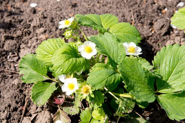 Several strawberry flowers on the stem. Strawberry flowers. Green bush blooming in the spring strawberries. Blooming strawberry. Selective focus. Natural green blurred spring background.