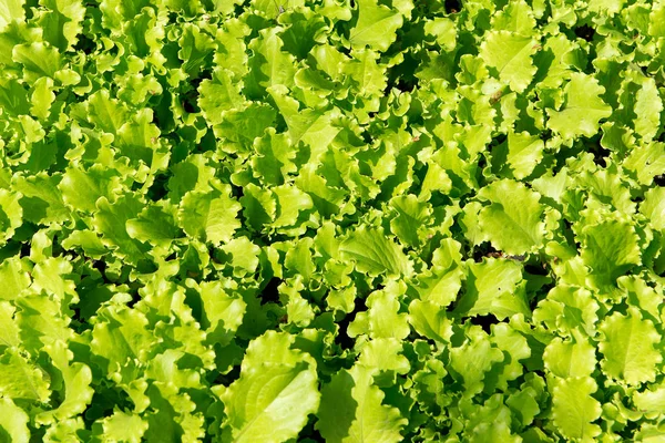Verse groene sla groeit op een bedje in de tuin. Vitamine dieet voor weight loss. — Stockfoto