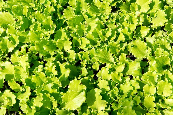 Bir yatakta bahçede büyüyen taze yeşil salata. Vitamini diyet kilo kaybı için. — Stok fotoğraf