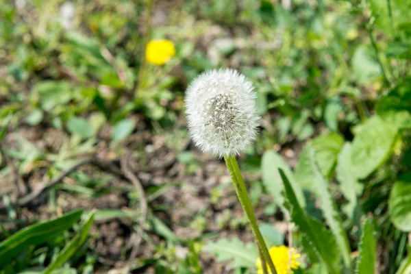 Pissenlits jaunes dans la prairie — Photo