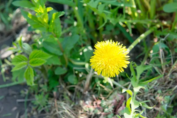 Diente de león amarillo en el prado — Foto de Stock