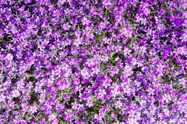 Phlox (Phlox subulata) veya dağ phlox, sürünen phlox, moss paspaslar oluşturmasına veya yastıkları kıllı, doğrusal yaprak dökmeyen bir uzun ömürlü olduğunu pembe moss.