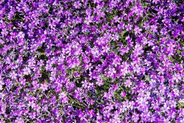 Phlox (Phlox subulata) veya dağ phlox, sürünen phlox, moss paspaslar oluşturmasına veya yastıkları kıllı, doğrusal yaprak dökmeyen bir uzun ömürlü olduğunu pembe moss.