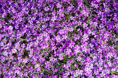 Phlox (Phlox subulata) veya dağ phlox, sürünen phlox, moss paspaslar oluşturmasına veya yastıkları kıllı, doğrusal yaprak dökmeyen bir uzun ömürlü olduğunu pembe moss.