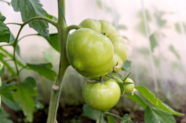 Sera içinde büyüyen domates. Damla sulama sera içinde teknoloji.