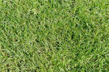 Çim. Gür, yeşil çim çimen. Golf, futbol.