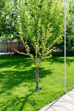 Genç ağaç bahar bahçesinde güzel örgülü gövde.