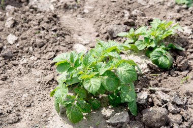 Yeşil patates çalılar alan. Patates büyüyen.