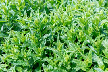 Arka plan nane yaprakları. Tatlı taze nane yeşil arka plan üzerinde bırakır. Nane yatıştırıcı özellikleri. Bahçede büyüyen yeşil sulu nane.