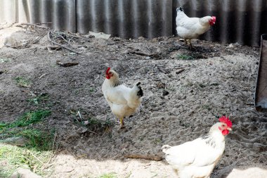Beyaz tavuk tavuk kümesi üzerinde baharda yürüme. Tarım. Ornitoloji. Kümes hayvanları yard.