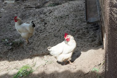 Beyaz tavuk tavuk kümesi üzerinde baharda yürüme. Tarım. Ornitoloji. Kümes hayvanları yard.