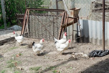 Beyaz tavuk tavuk kümesi üzerinde baharda yürüme. Tarım. Ornitoloji. Kümes hayvanları yard.