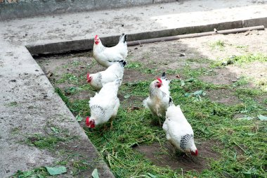 Beyaz tavuk tavuk kümesi üzerinde baharda yürüme. Tarım. Ornitoloji. Kümes hayvanları yard.