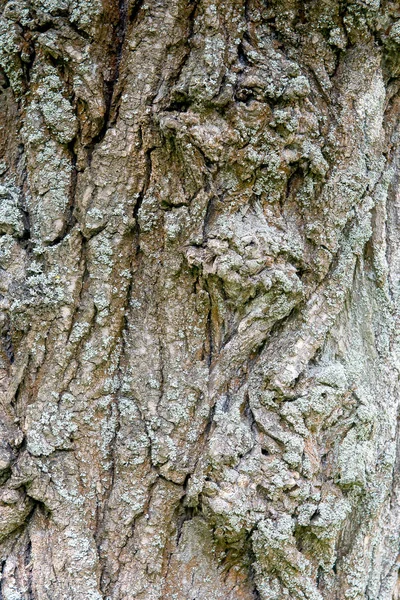 Textura de casca de árvore de madeira velha com musgo verde — Fotografia de Stock