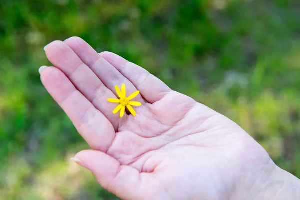Желтый цветок между пальцами руки. Гигиена и уход за руками. Геромантия. Угадывание на руке . — стоковое фото