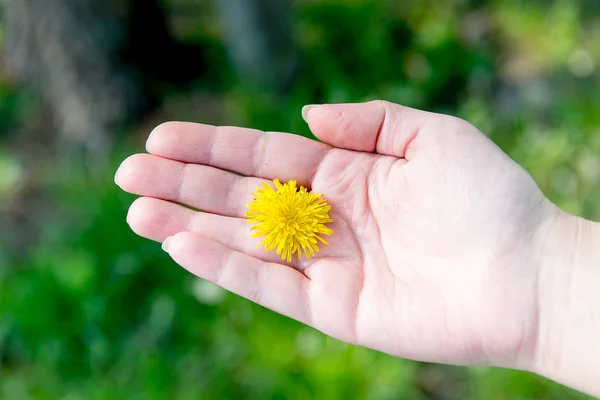 Желтый цветок между пальцами руки. Гигиена и уход за руками. Геромантия. Угадывание на руке . — стоковое фото