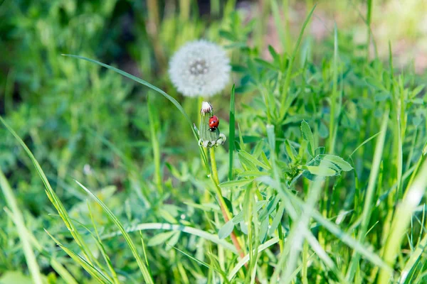 Lieveheersbeestje zittend op een paardebloem in het gras. — Stockfoto