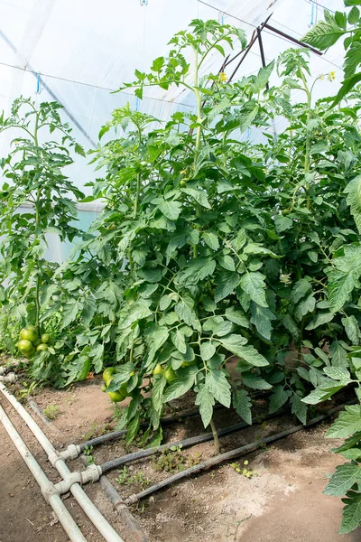 Sera içinde büyüyen domates. Damla sulama sera içinde teknoloji.
