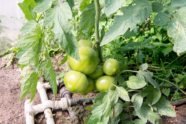 Sera içinde büyüyen domates. Damla sulama sera içinde teknoloji.