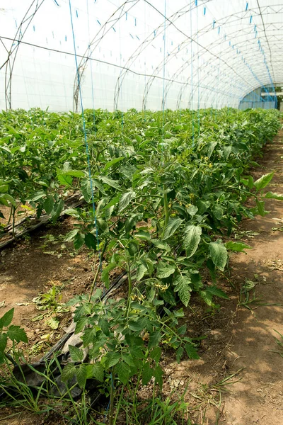 Growing tomatoes in the greenhouse. The technology of drip irrigation in greenhouse.