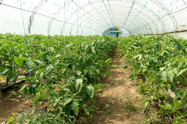 Cultivar tomates na estufa. A tecnologia de irrigação por gotejamento em estufa . — Fotografia de Stock