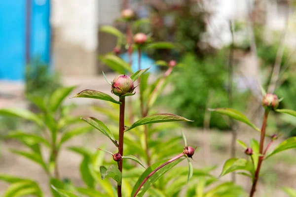 Şakayık bush mor peonies bir sürü ile. Bahçe. Bakım ve şakayık üreme.