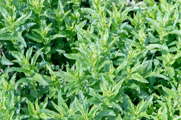 Mint leaves background.Closeup fresh peppermint leaves on green background. Soothing properties of peppermint. Green juicy mint growing in the garden.