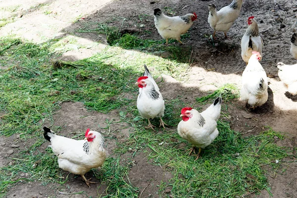 Chodzenie na kurniku na wiosnę białego kurczaka. Rolnictwa. Ornitologia. Stoczni drobiu. — Zdjęcie stockowe