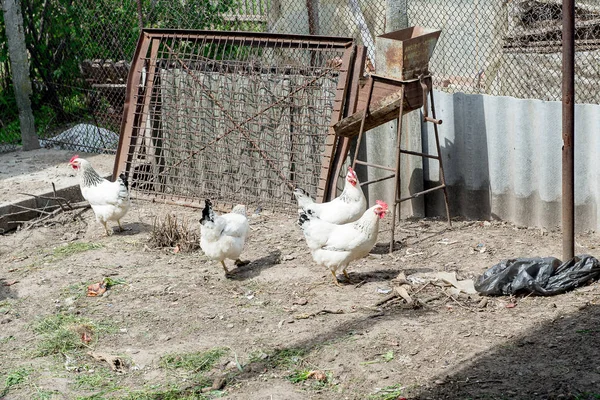 White chicken walking on the chicken coop in the spring. Agriculture. Ornithology. Poultry yard.