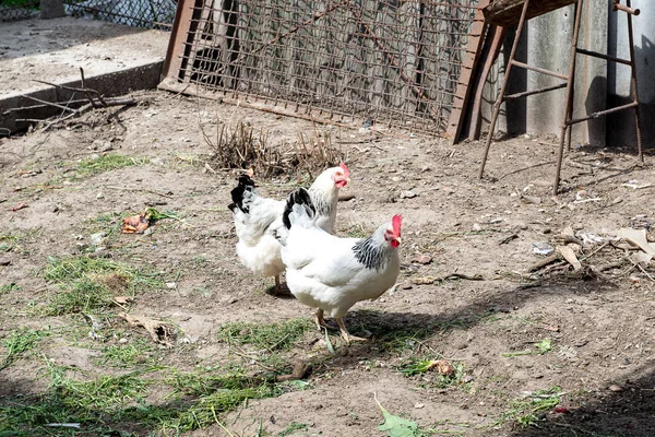 White chicken walking on the chicken coop in the spring. Agriculture. Ornithology. Poultry yard.