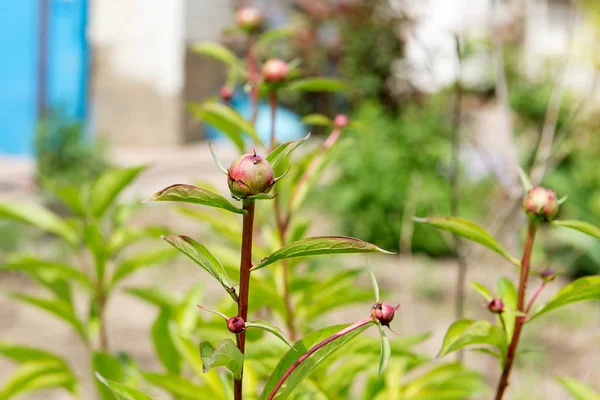 Arbusto de peônia com muitas peônias roxas. Jardinagem. Cuidados e reprodução de peônia . Imagem De Stock