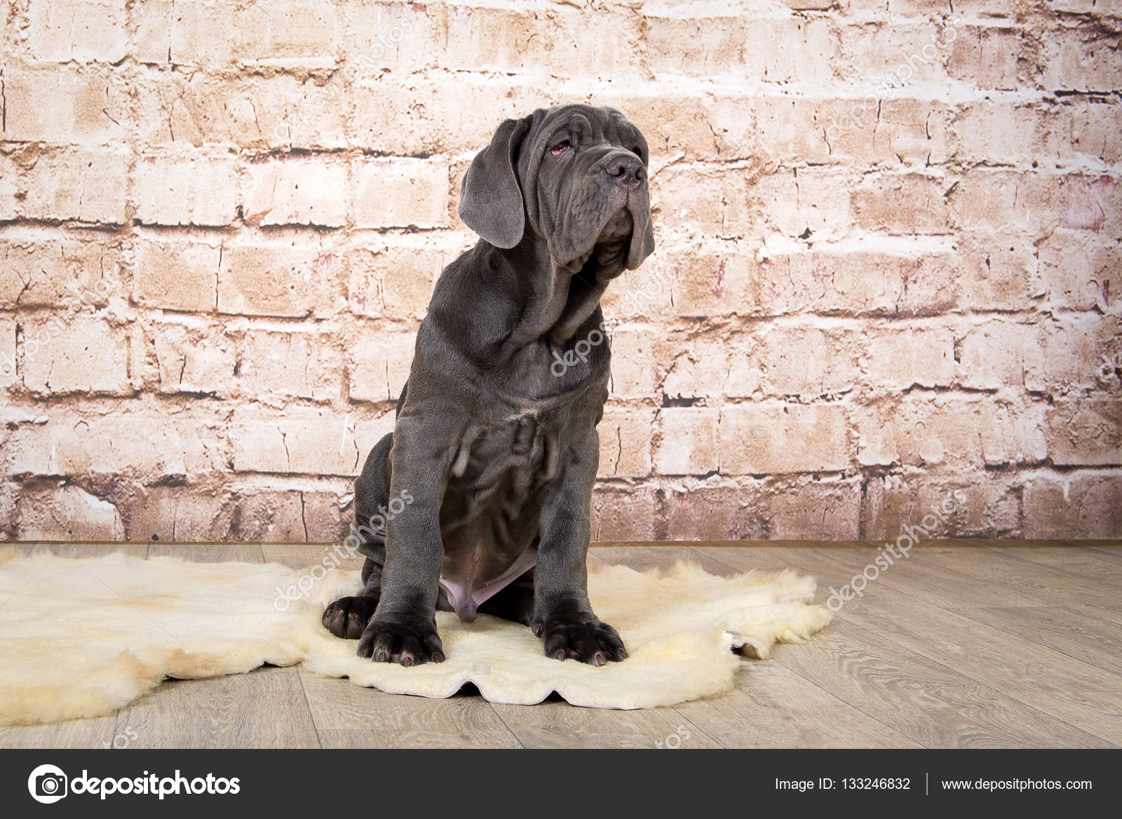 Grey, black and brown puppies breed Neapolitana Mastino. Dog