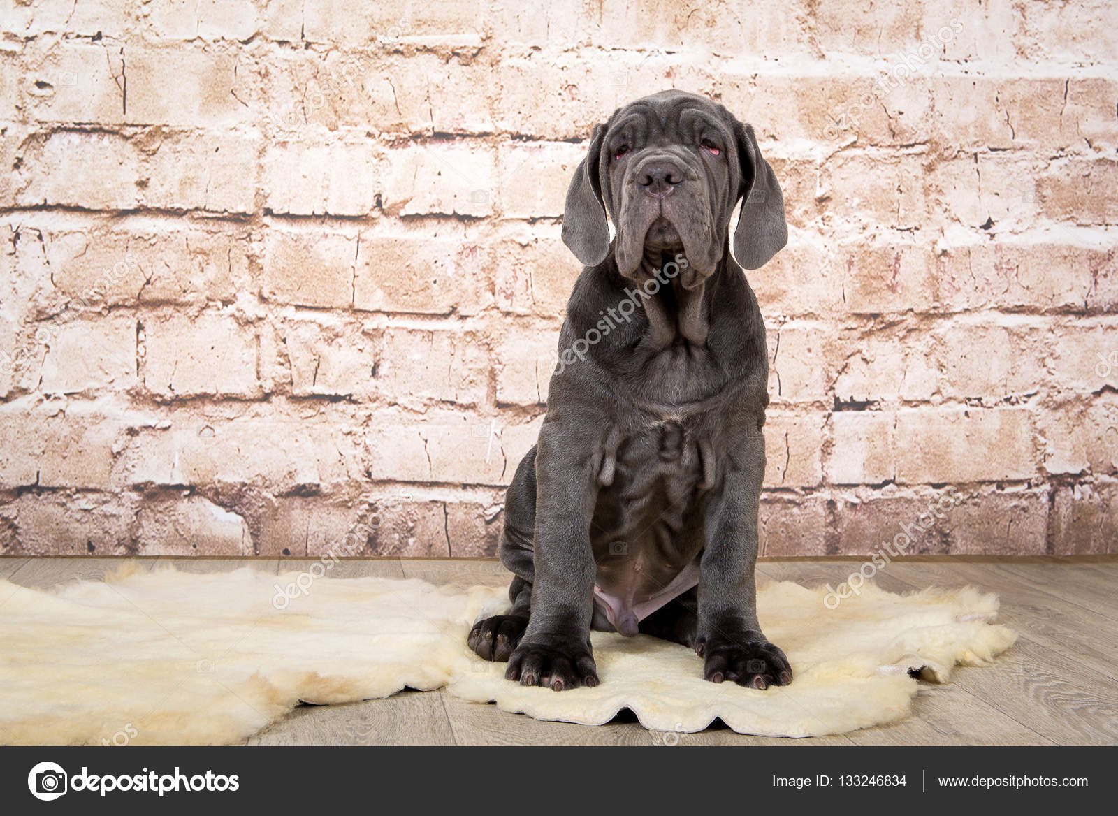 Grey, black and brown puppies breed Neapolitana Mastino. Dog handlers  training dogs since childhood. Stock Photo by ©sergio51143.mail.ru 133246834