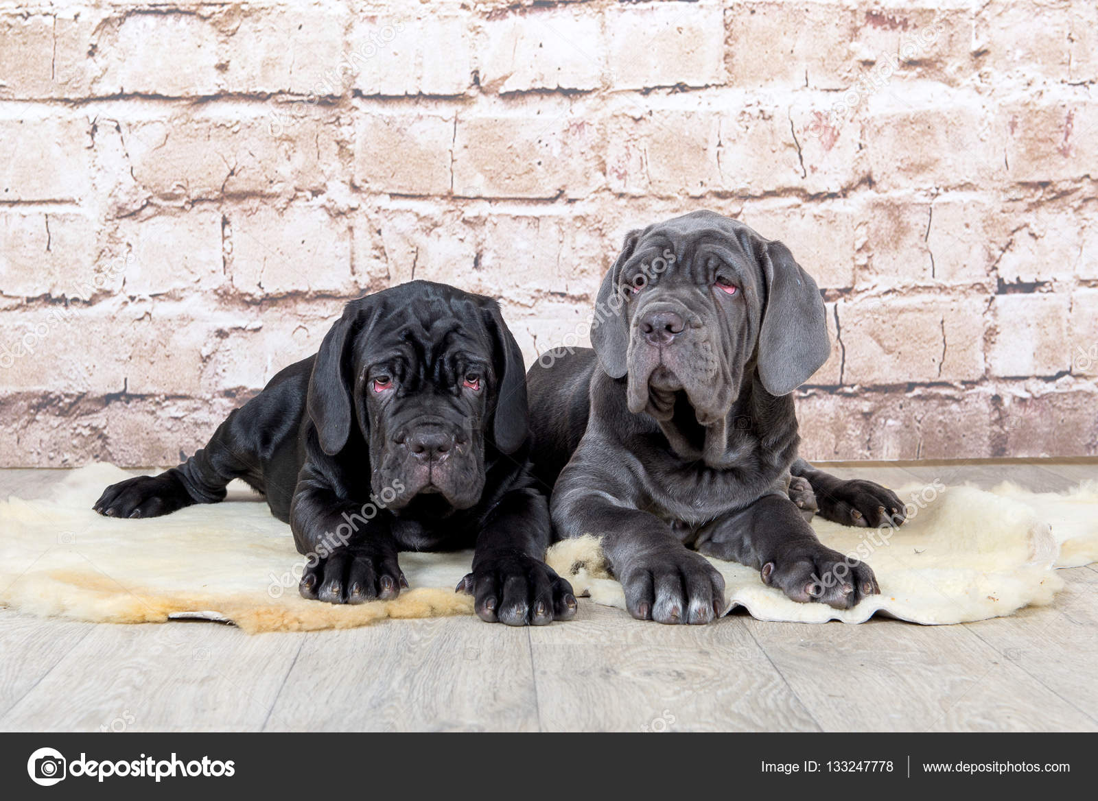 Grey, black and brown puppies breed Neapolitana Mastino. Dog