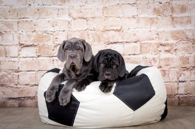 Gri, siyah ve kahverengi yavru Neapolitana Mastino doğurmak. Çocukluğundan beri köpek eğitim köpek işleyicileri.