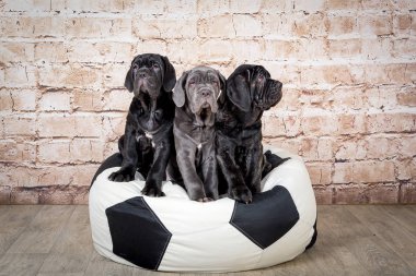Gri, siyah ve kahverengi yavru Neapolitana Mastino doğurmak. Çocukluğundan beri köpek eğitim köpek işleyicileri.