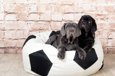 Gri, siyah ve kahverengi yavru Neapolitana Mastino doğurmak. Çocukluğundan beri köpek eğitim köpek işleyicileri.