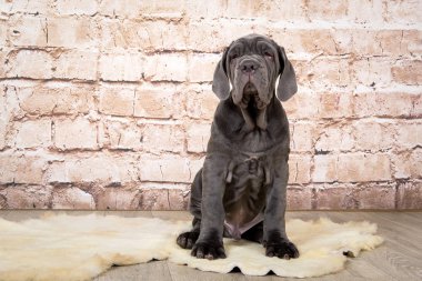 Gri, siyah ve kahverengi yavru Neapolitana Mastino doğurmak. Çocukluğundan beri köpek eğitim köpek işleyicileri.