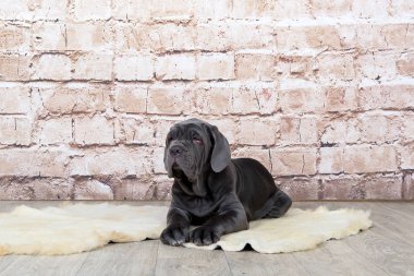 Gri, siyah ve kahverengi yavru Neapolitana Mastino doğurmak. Çocukluğundan beri köpek eğitim köpek işleyicileri.