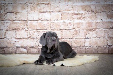 Gri, siyah ve kahverengi yavru Neapolitana Mastino doğurmak. Çocukluğundan beri köpek eğitim köpek işleyicileri.
